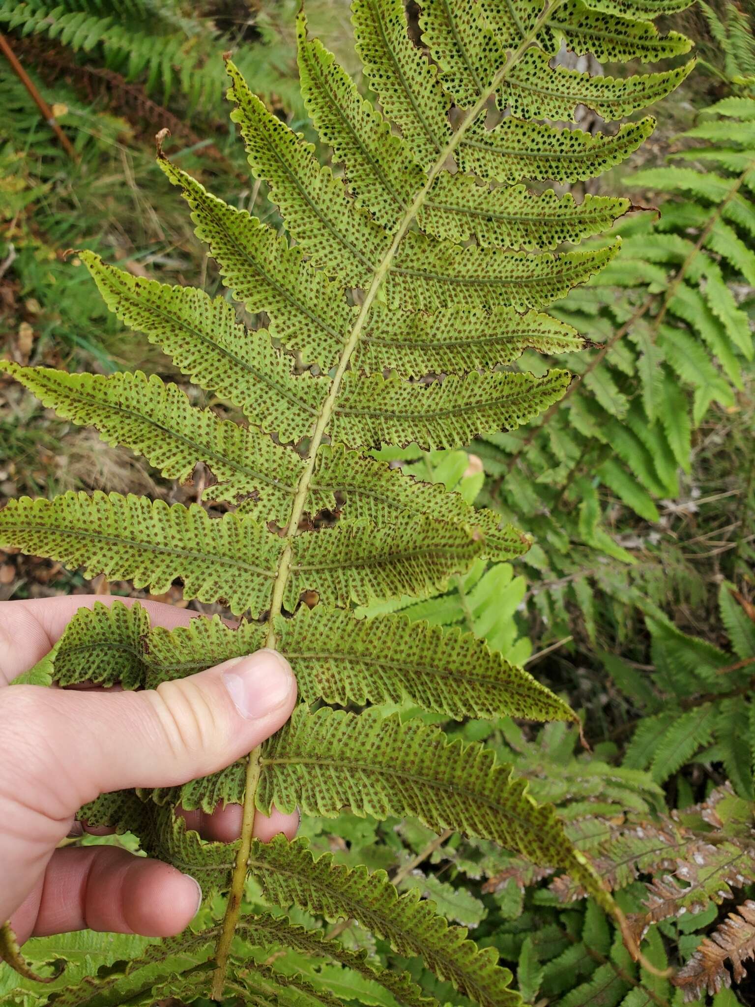 Image of Hoiokula sandwicensis (Brack.) S. E. Fawc. & A. R. Sm.