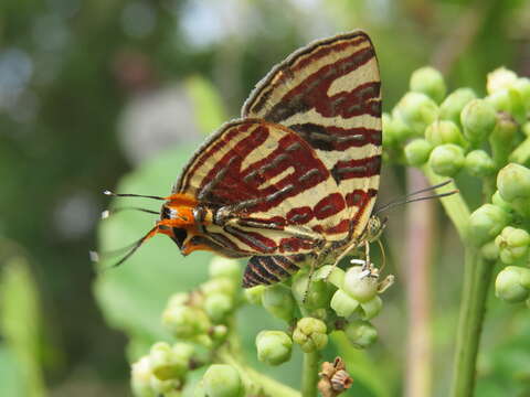 Image of Cigaritis lohita