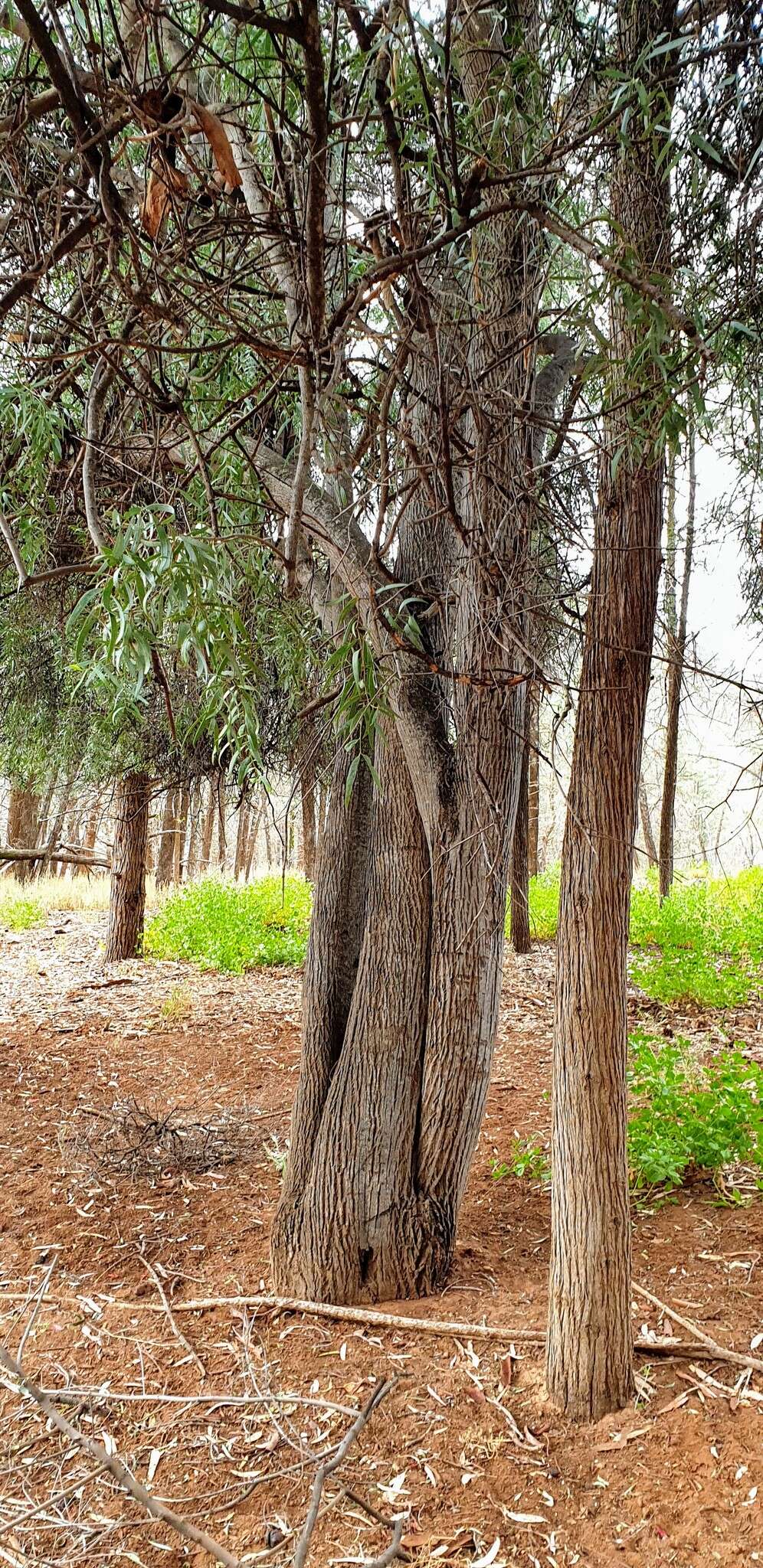 Image of Santalum lanceolatum R. Br.