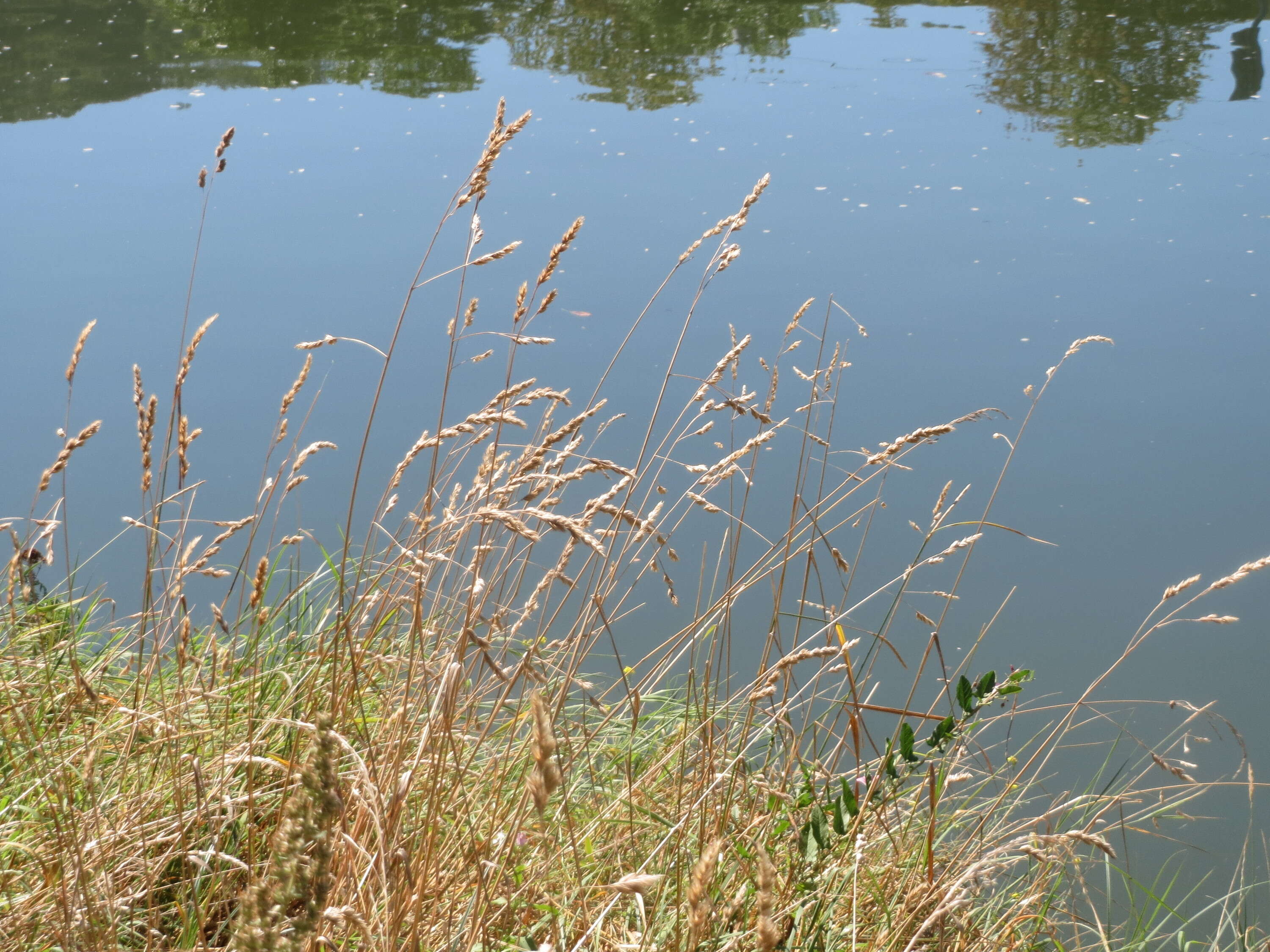 Image of Button Grass