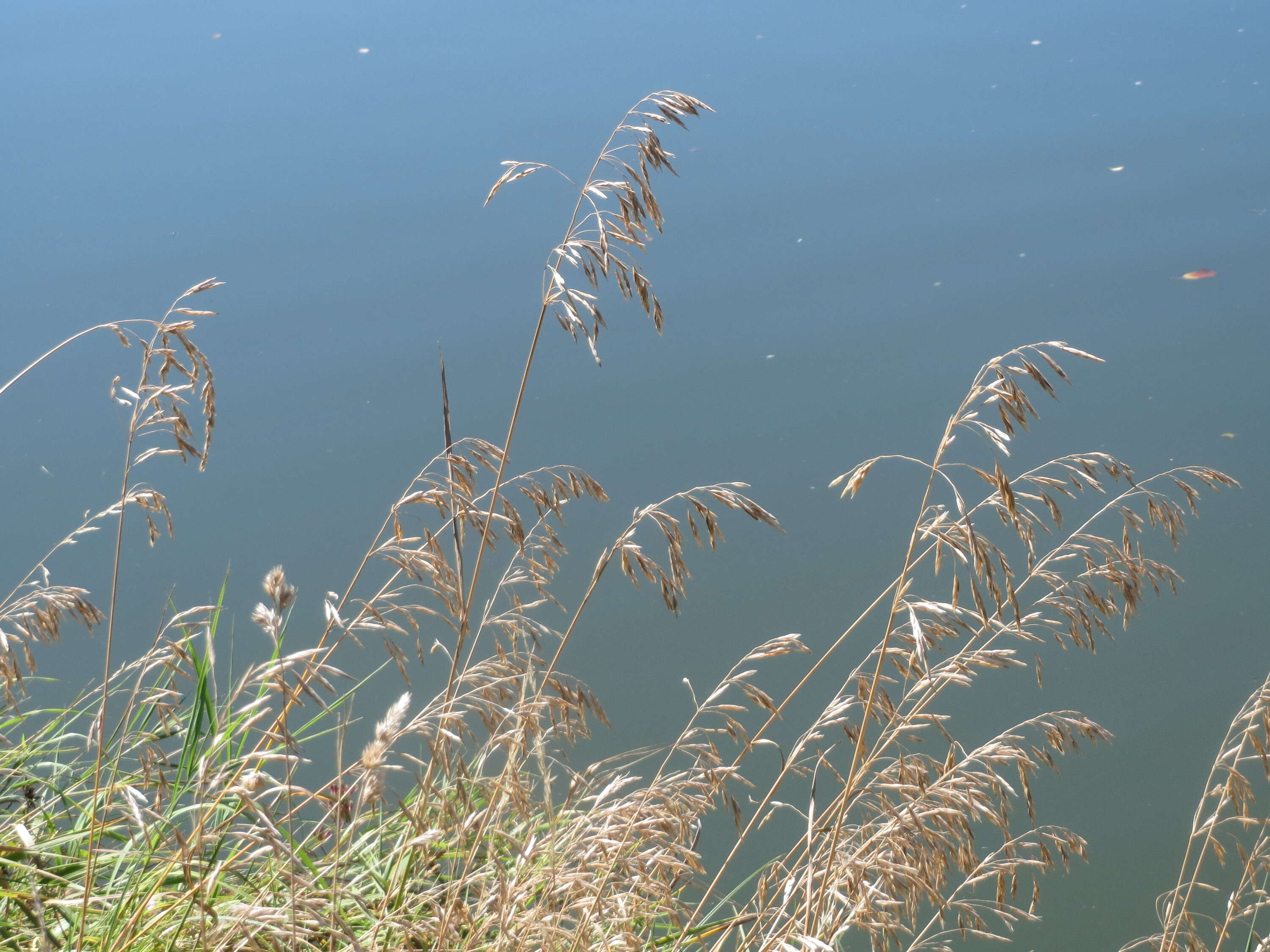 Image of Button Grass