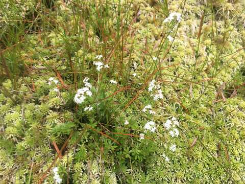 Plancia ëd Galium saxatile L.