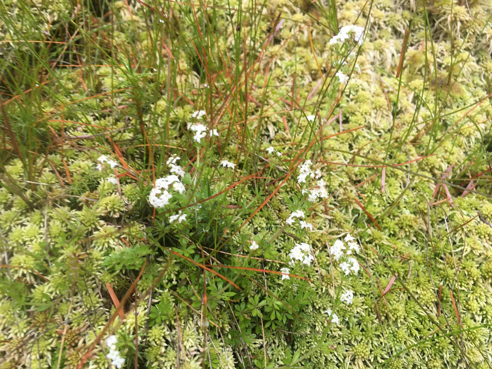 Image of heath bedstraw