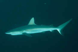 Image of Gray Reef Shark