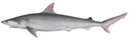 Image of Carcharhinus