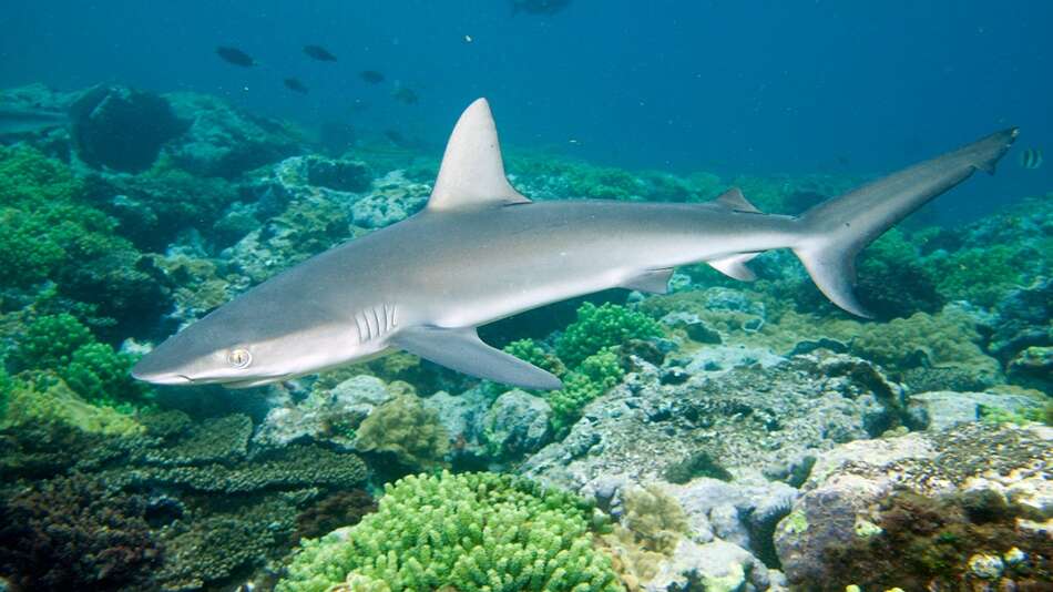 Image of Galapagos Shark