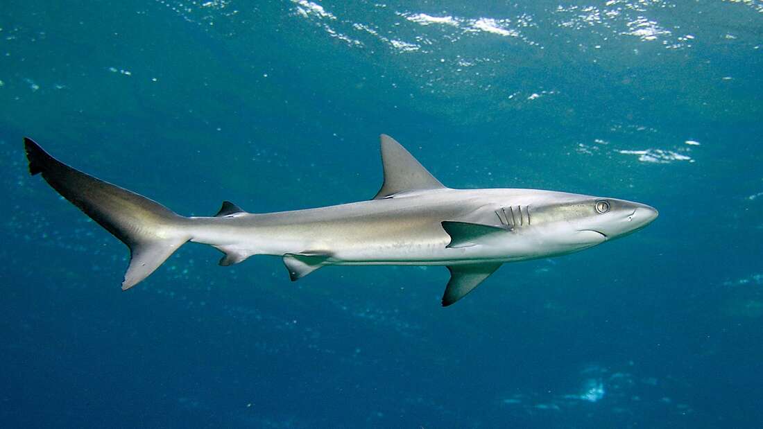 Image of Galapagos Shark