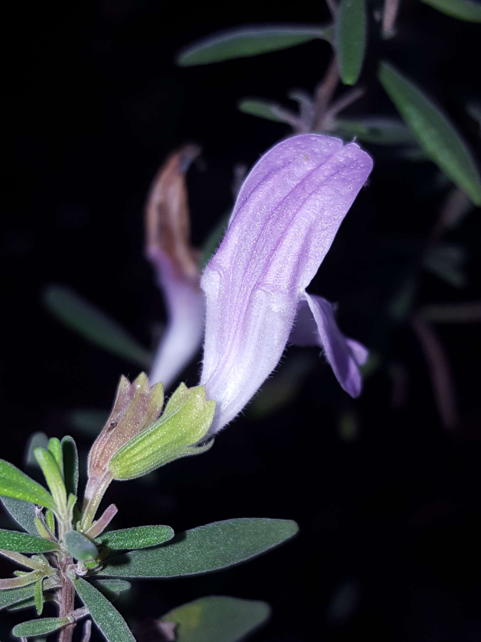 Image of Etonia rosemary