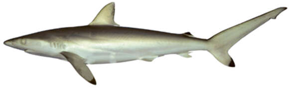 Слика од Carcharhinus sorrah (Müller & Henle 1839)