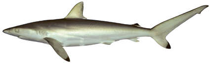 Слика од Carcharhinus sorrah (Müller & Henle 1839)