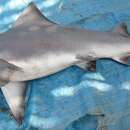 Image of New Guinea River Shark