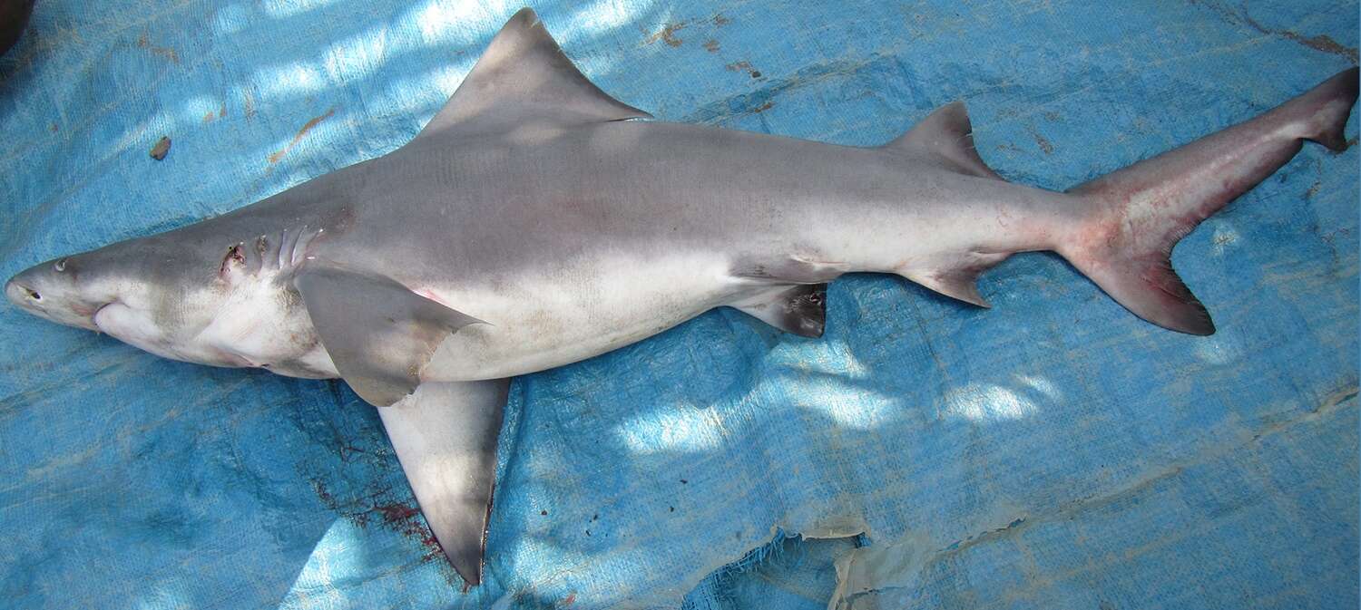 Image of New Guinea River Shark