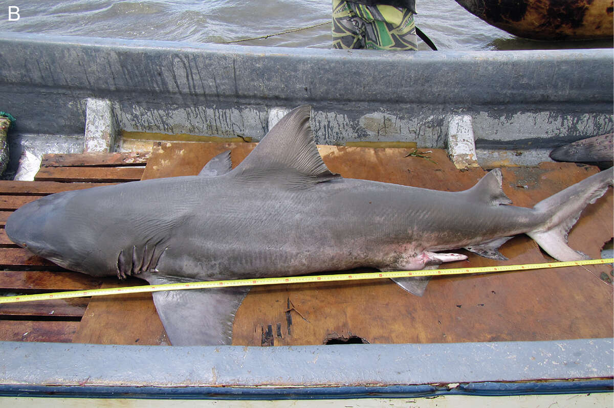 Image of Speartooth Shark