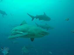 Image of Bull Shark