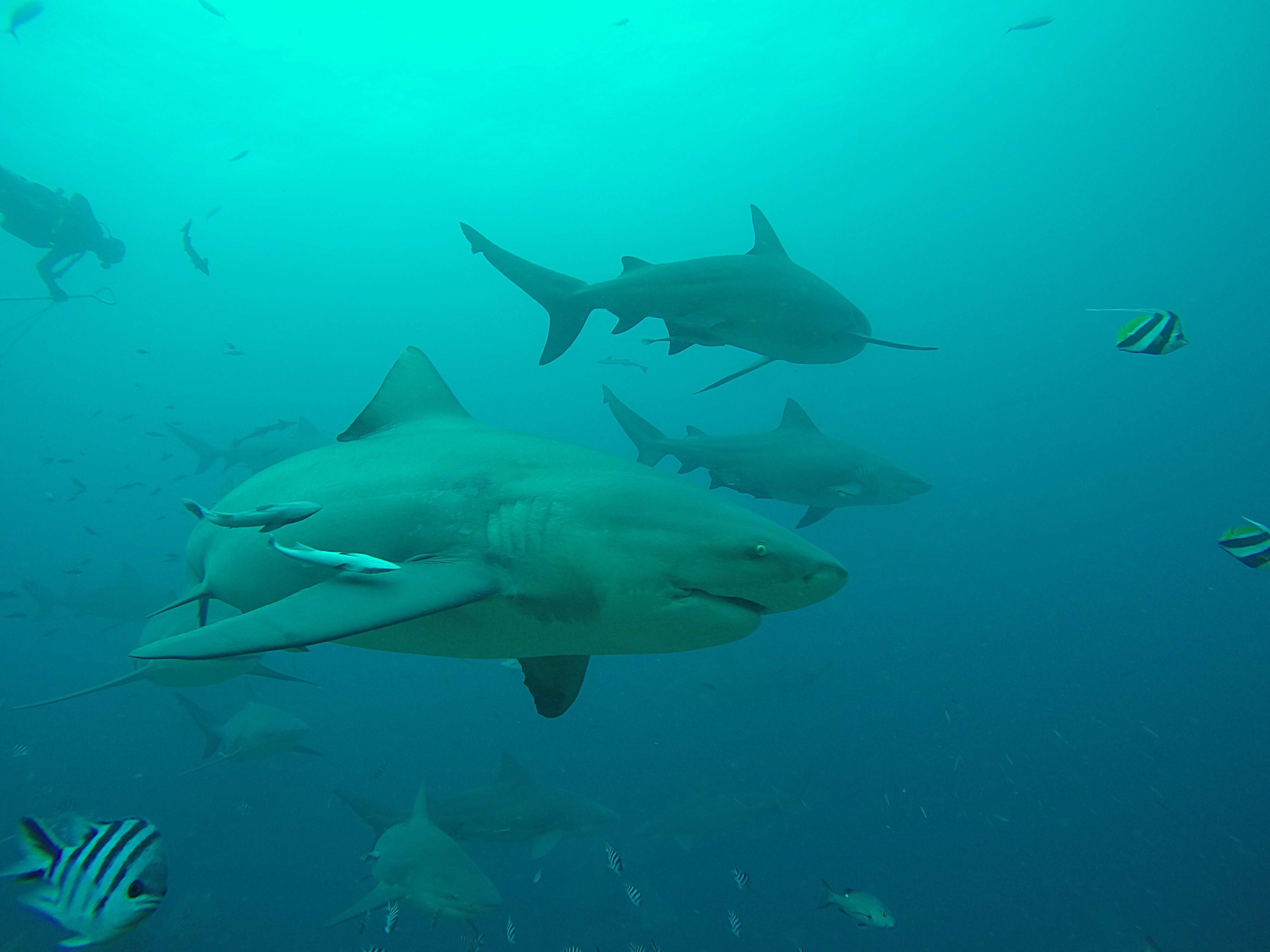 Image of Bull Shark