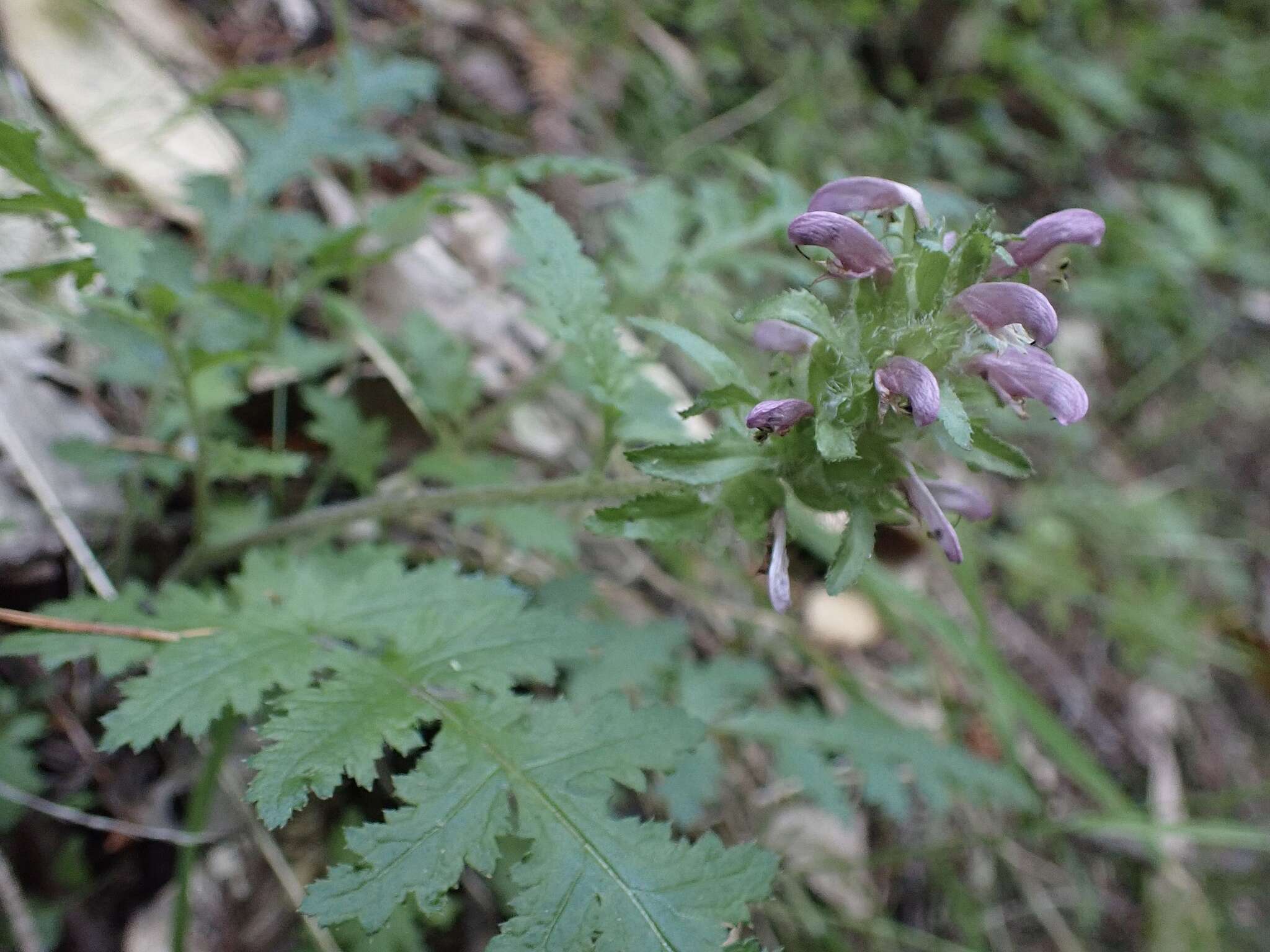 Image of Dudley's lousewort