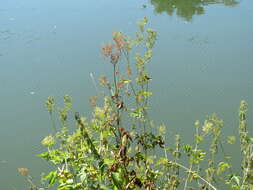 Image of Meadowsweet