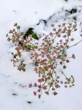 Image of Pimpinella rhodantha Boiss.