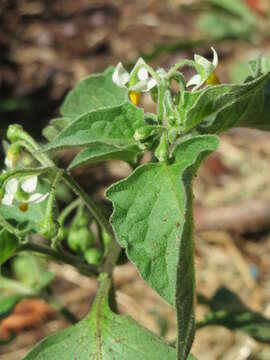 Image of European Black Nightshade