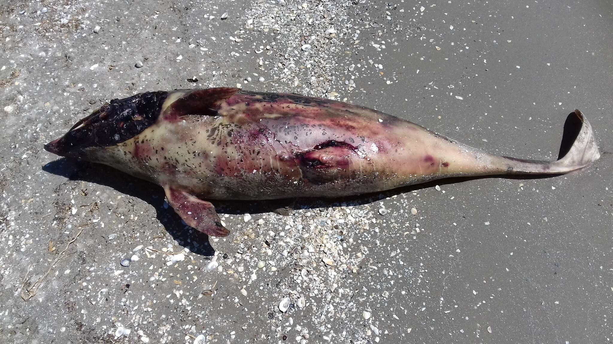 Image of Black Sea harbour porpoise