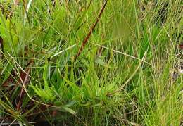 Aloiampelos decumbens (Reynolds) Klopper & Gideon F. Sm. resmi