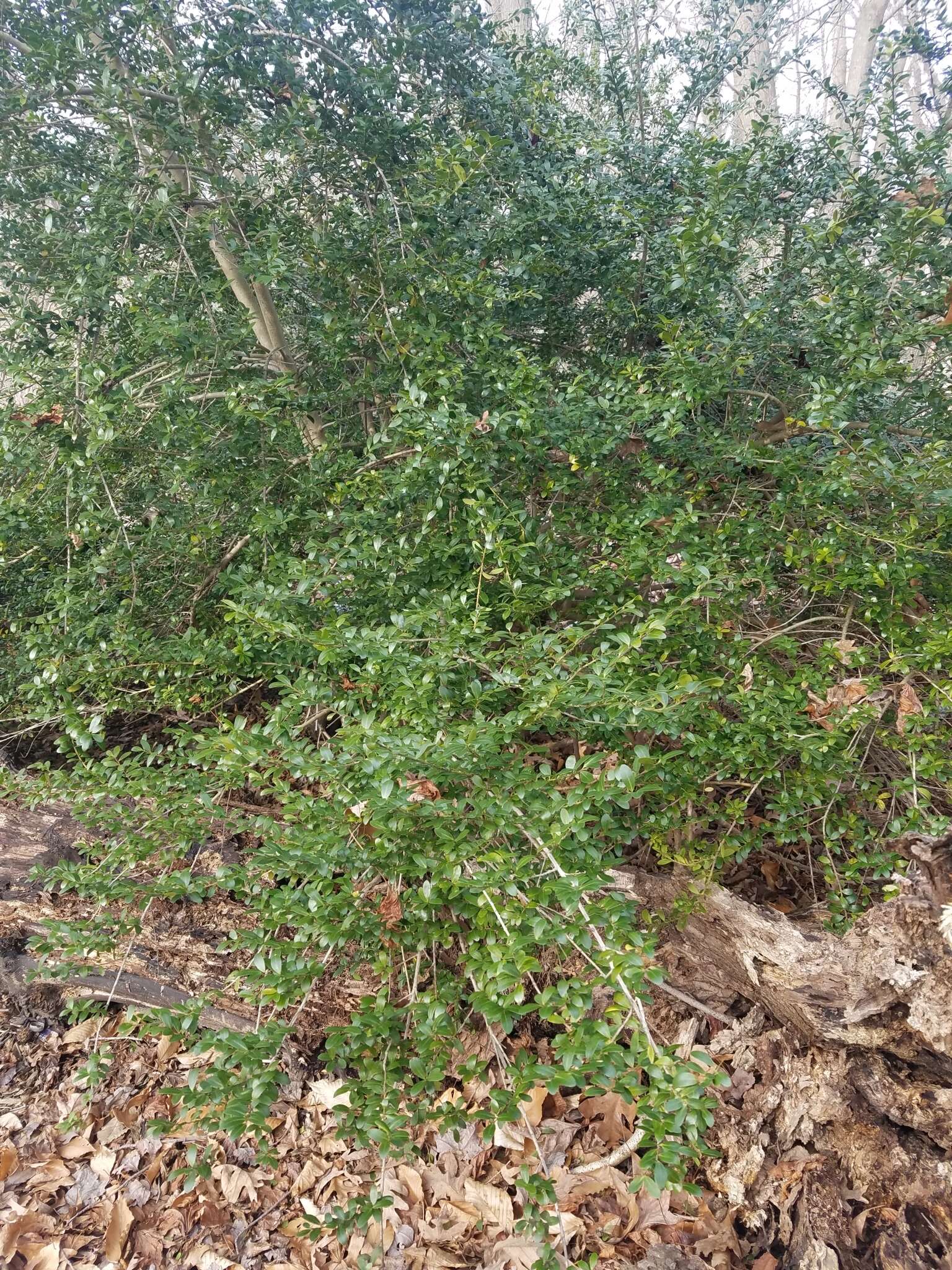 Image of Japanese holly