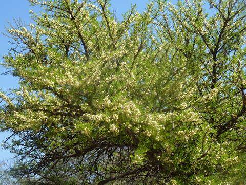 Image of Vachellia robusta (Burch.) Kyal. & Boatwr.