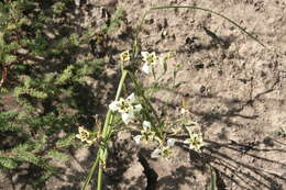 Image of Moraea cantharophila Goldblatt & J. C. Manning