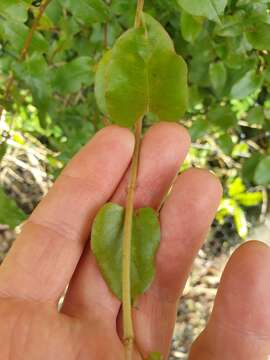 Image of Muehlenbeckia complexa var. grandifolia Carse