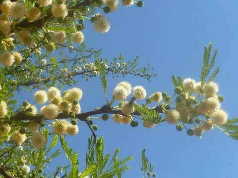 Image of Vachellia robusta (Burch.) Kyal. & Boatwr.