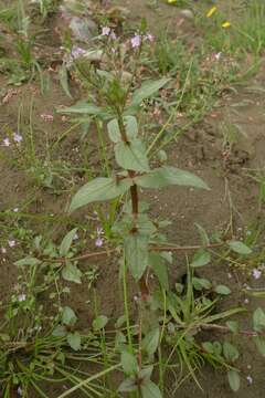 Image of Blue Water-speedwell