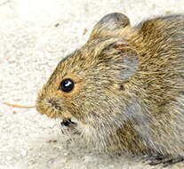Image of Southern African Vlei Rat