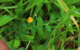 Image of Crotalaria filipes Benth.