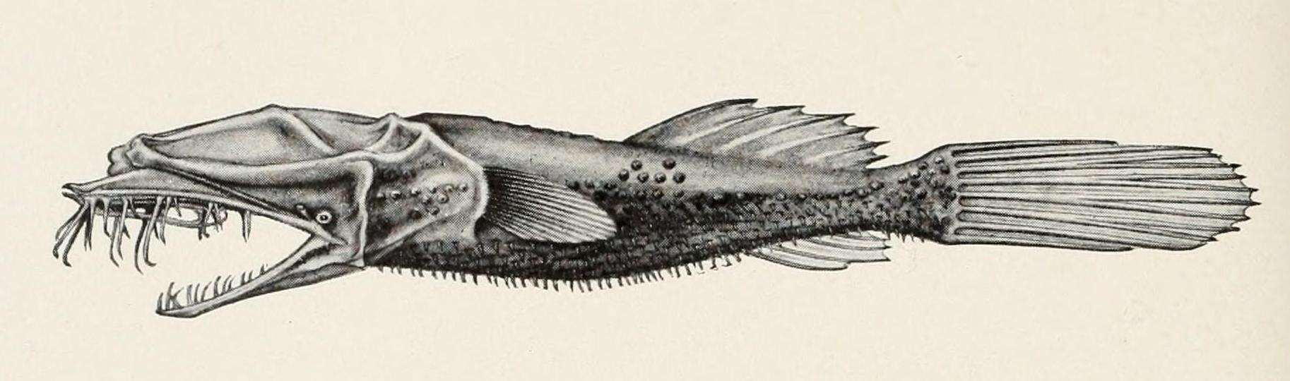 Image of Thaumatichthys pagidostomus Smith & Radcliffe 1912