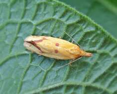 Image of Agapeta