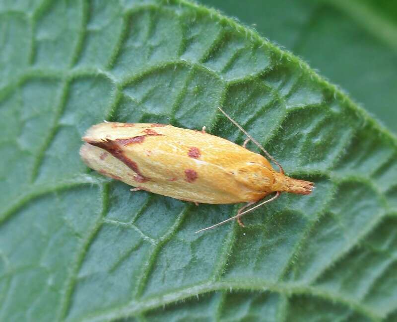 Image of Agapeta