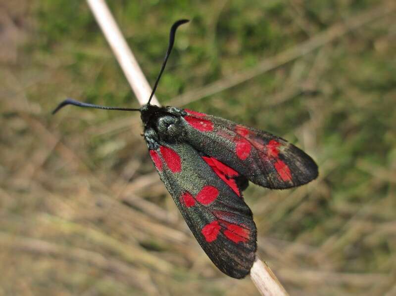 Image of six-spot burnet