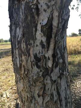 Sivun Melaleuca dealbata S. T. Blake kuva