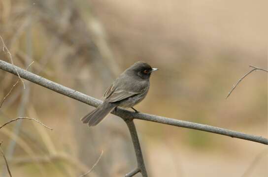 Knipolegus striaticeps (d'Orbigny & Lafresnaye 1837)的圖片