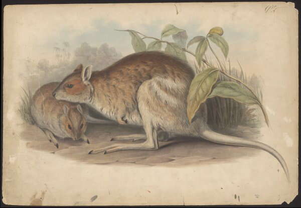 Image of Spectacled Hare Wallaby