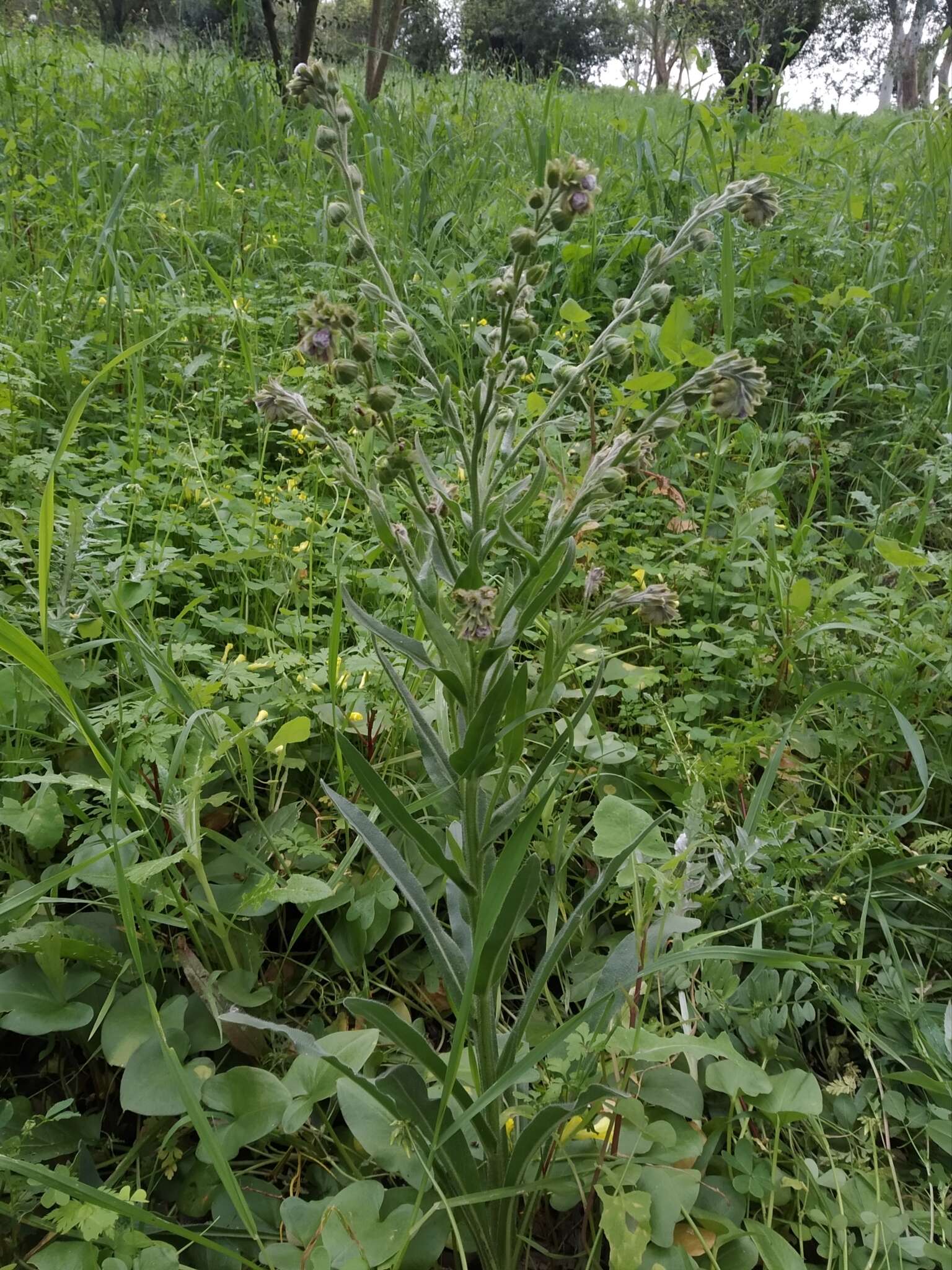 Sivun Cynoglossum clandestinum Desf. kuva