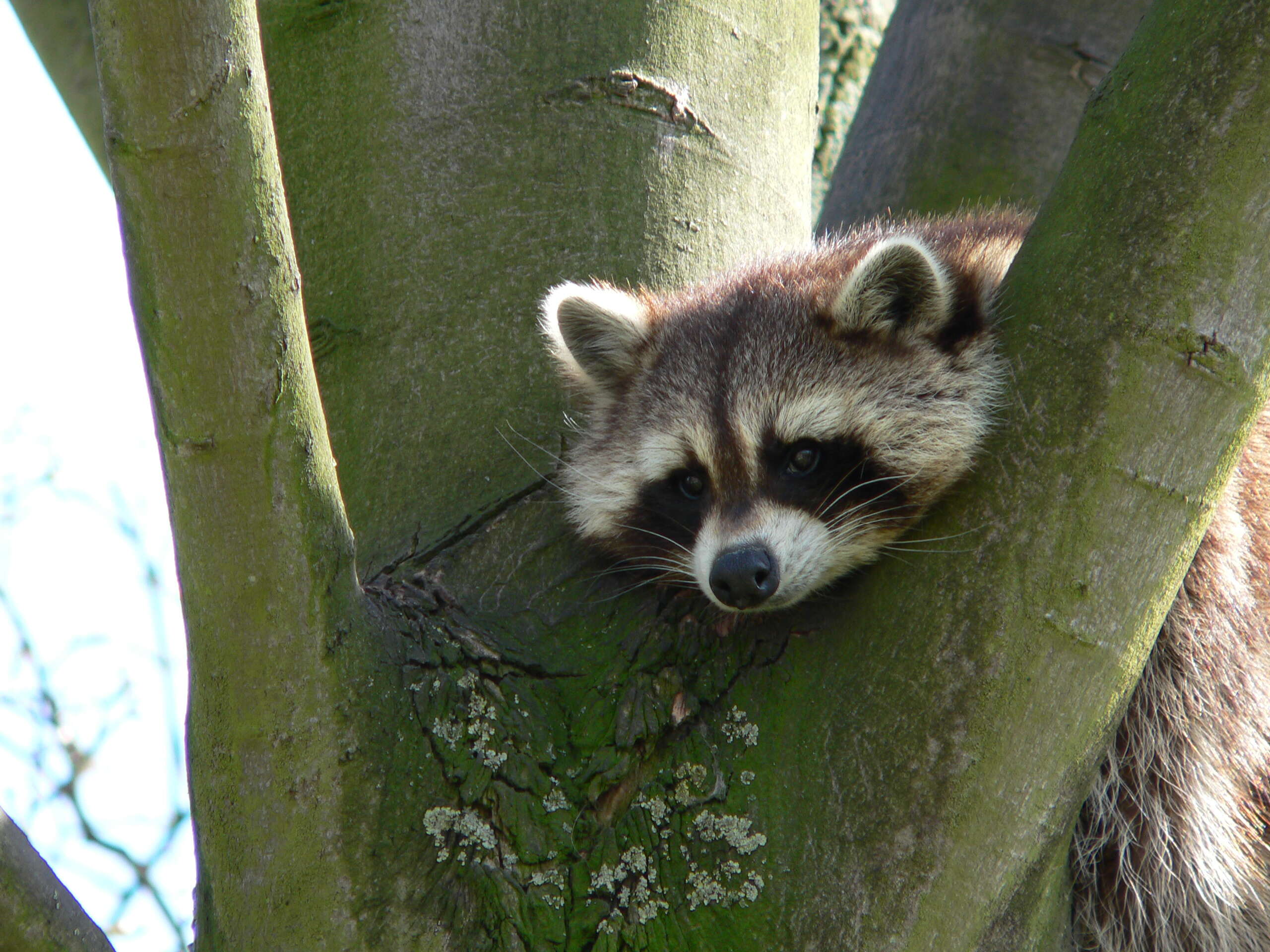 Image of raccoons