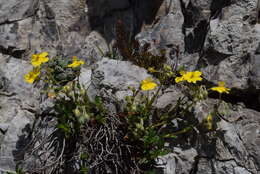 Imagem de Helianthemum alpestre (Jacq.) DC.