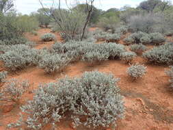 صورة Eremophila hygrophana Chinnock