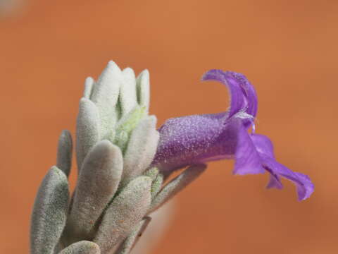 Image of Eremophila hygrophana Chinnock