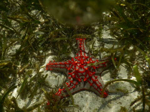 Image of African red knob sea star