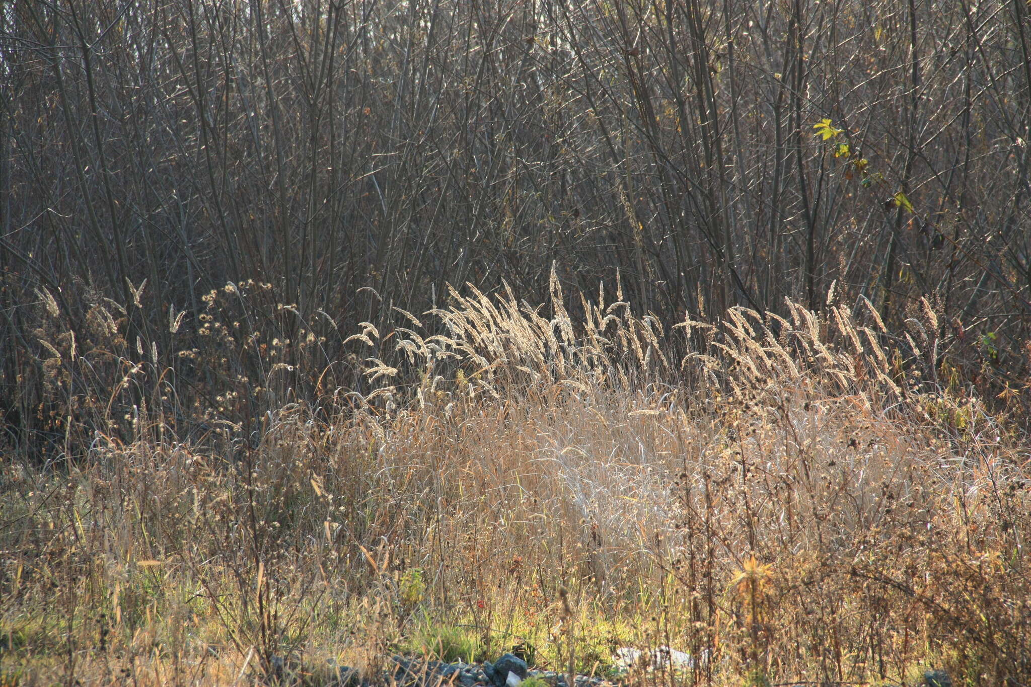 Image of Calamagrostis extremiorientalis (Tzvelev) Prob.