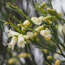 Слика од Eremophila interstans (S. Moore) Diels