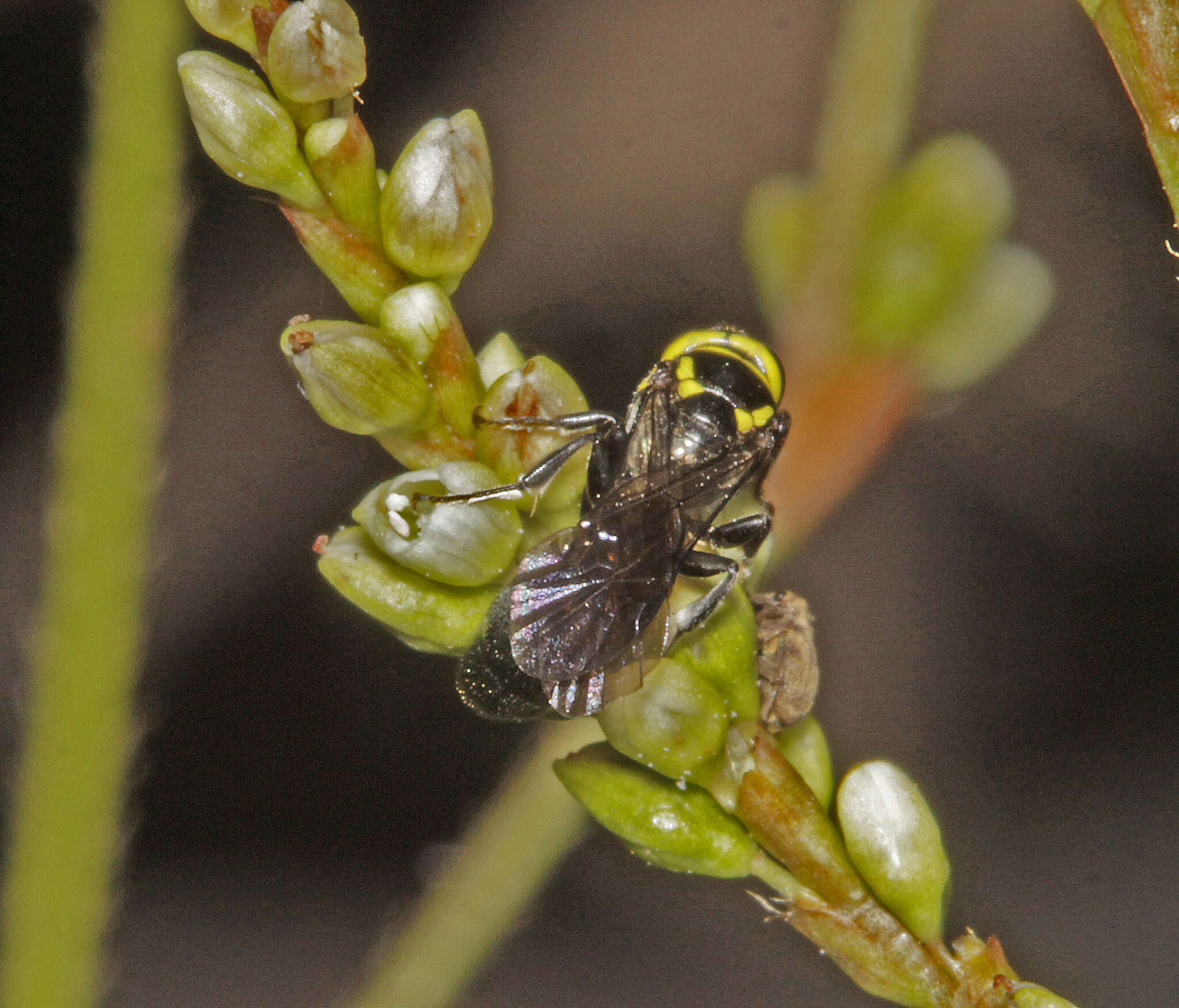 Image of Hemirhiza melliceps (Cockerell 1918)