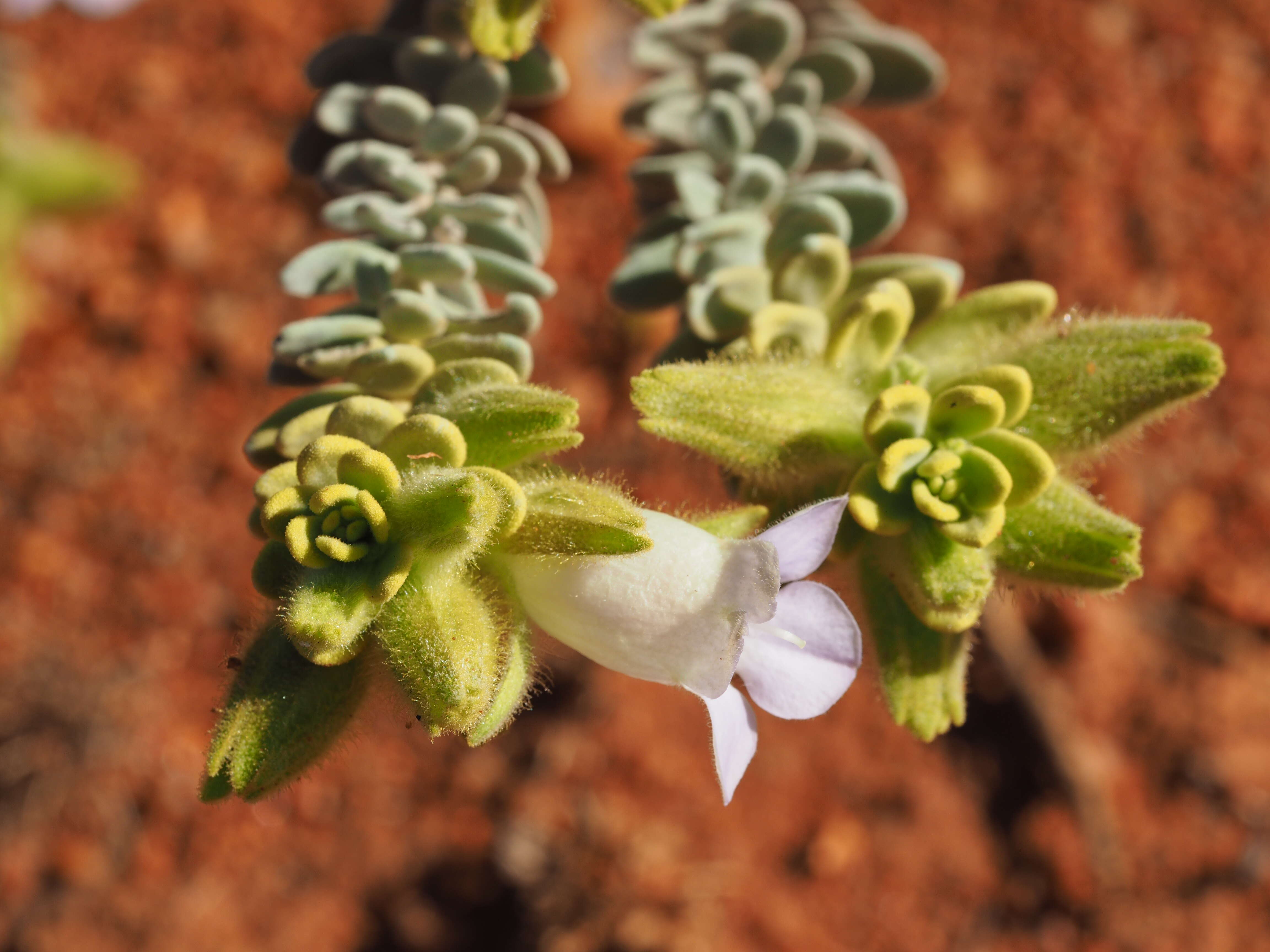 Слика од Eremophila